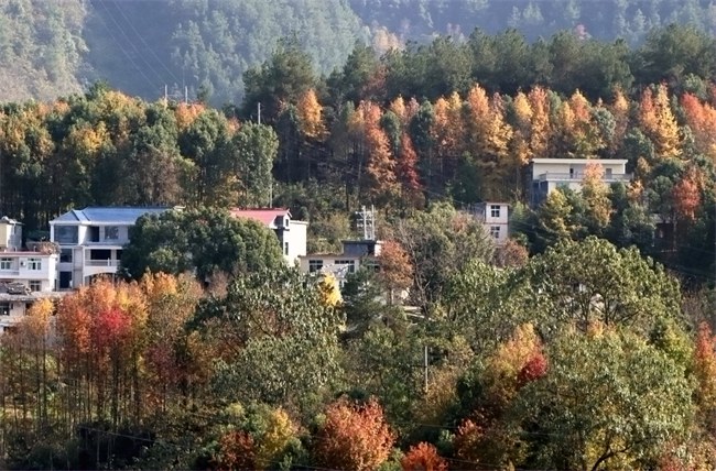 黔江：层林尽染 城乡如画