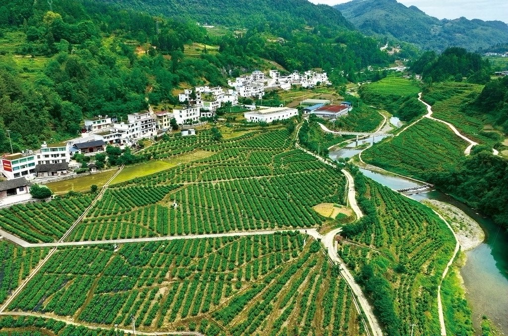 黔江：初夏桑园美如画