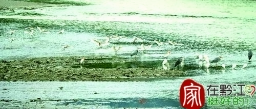 黔江：鹭鸟欢聚三岔河