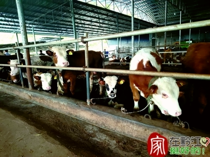 黔江：优化农业产业空间布局 推进转型升级提质增效