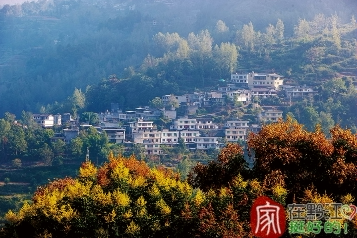 黔江：栾树花开 山村如画