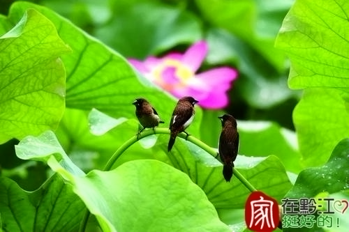 黔江：荷开土家寨 游客赏荷来