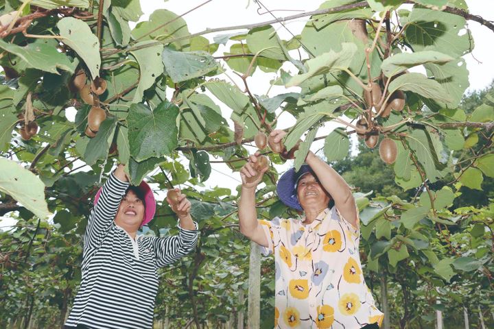沙坝猕猴桃进入采摘季欢迎市民体验田园里的乐趣