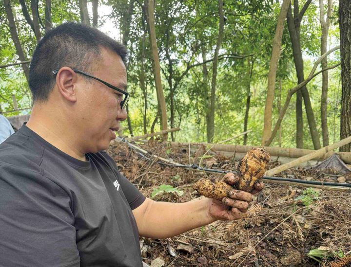 沙坝镇:林下天麻种植解锁乡村振兴“生态密码”
