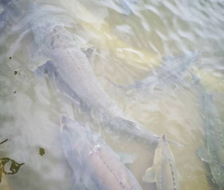 金洞乡:水产养殖促经济社会效益双提升