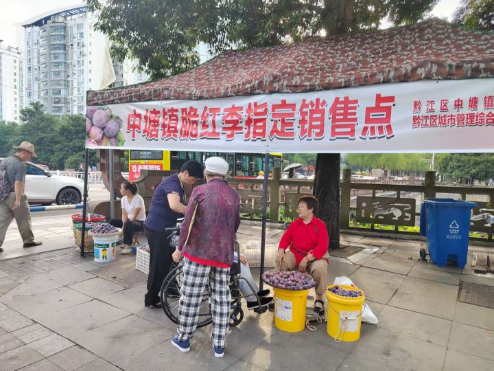 黔江脆红李搭上数字快车每天大量外销飞往全国各地