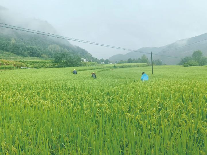 “三农”工作稳步推进乡村振兴成效凸显