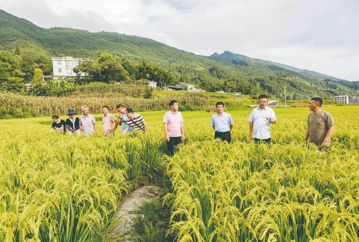 市农科院专家田间送“技”保丰收
