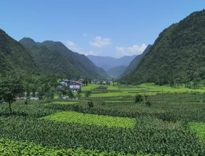 小药材种出大产业联农带农铺就振兴路