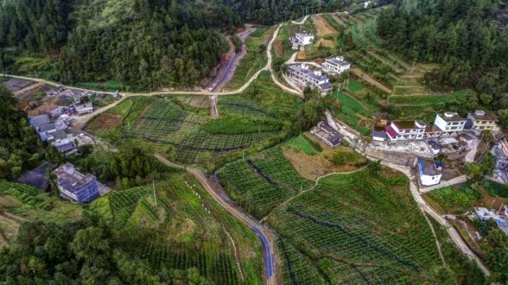 上半年黔江区“三农”工作稳步推进