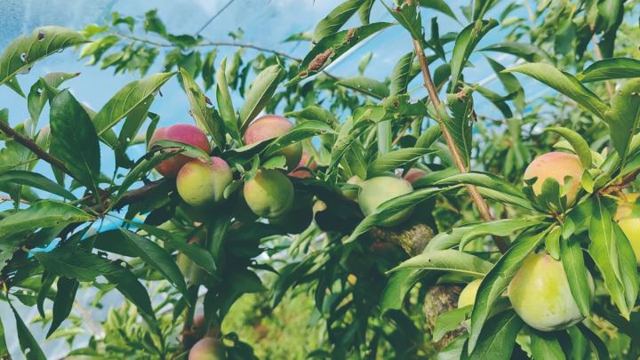 沙坝镇聚焦产业振兴夯实乡村发展