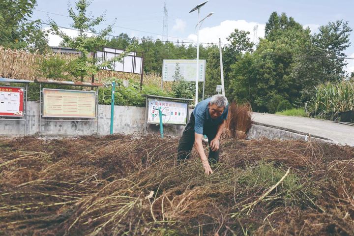 青蒿种植助力农户增收乡村振兴添活力