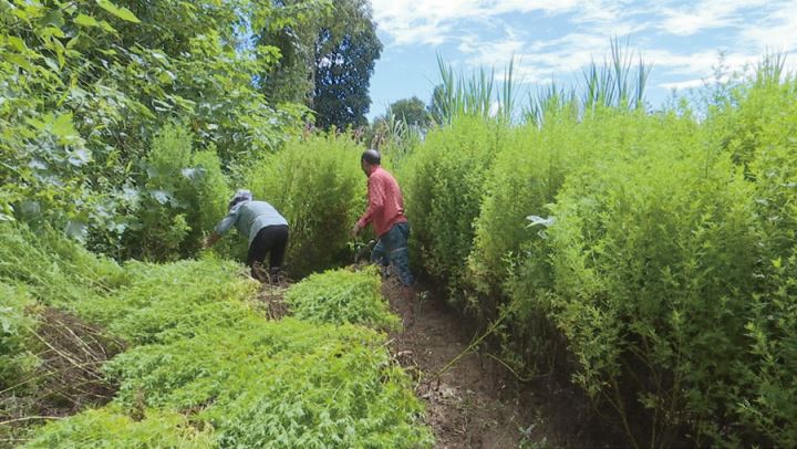 黑溪镇:三千亩青蒿迎丰收“黄金草”铺就富民路
