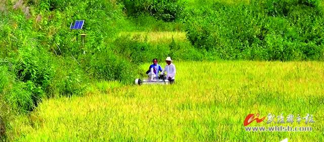 黔江区15万余亩水稻喜迎丰收