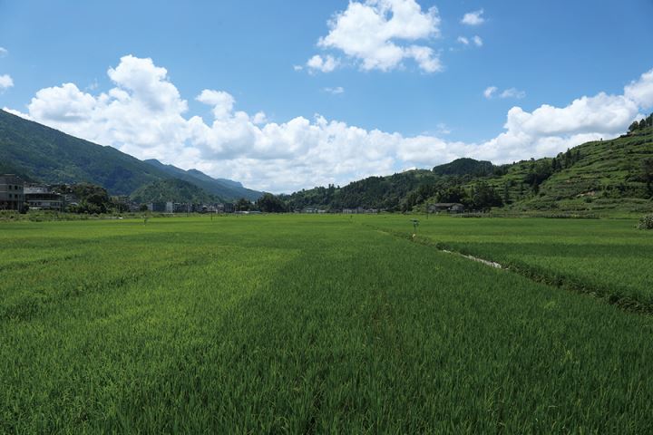 秋收好“丰”景贡米丰收在望