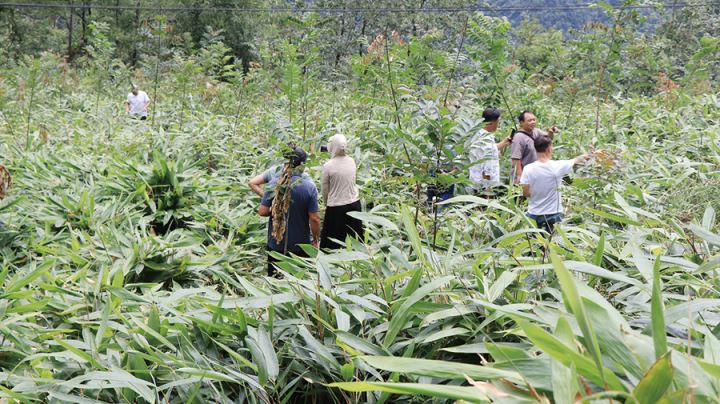 石会镇:青山绿水孕育“黄金叶”