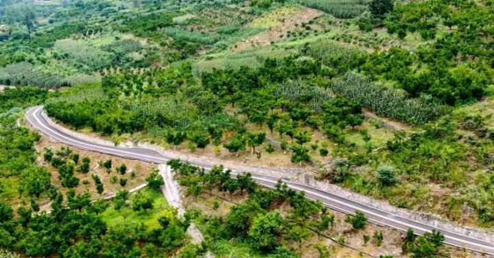 阿蓬江镇：一颗小柑橘“廉”动大民生