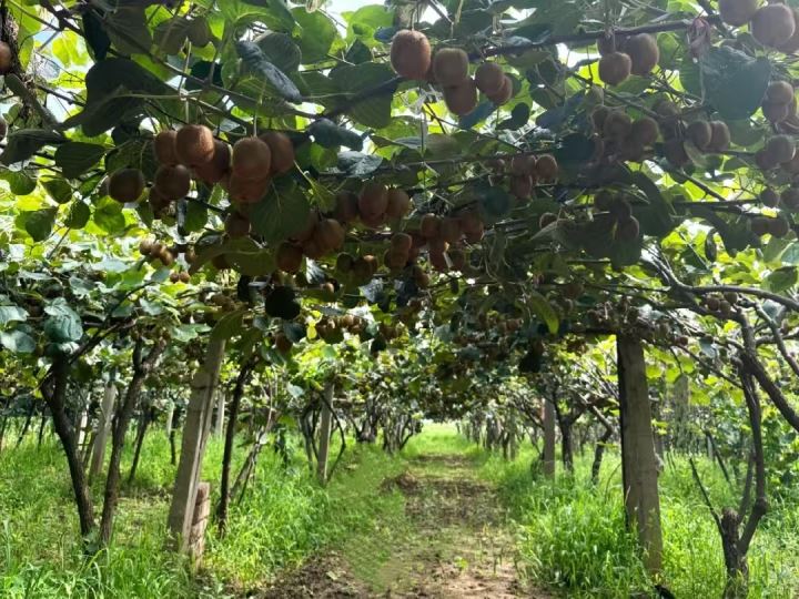 甜“猕”产业富山乡金秋采摘正当时