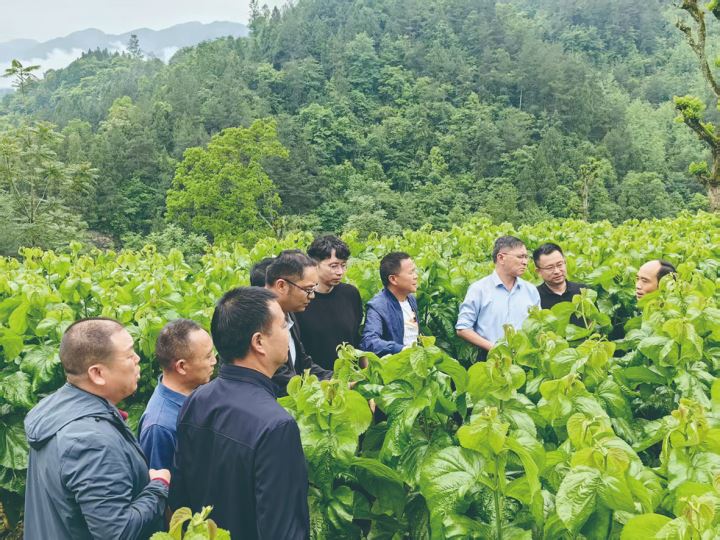 春夏蚕茧收购总量创历史新高