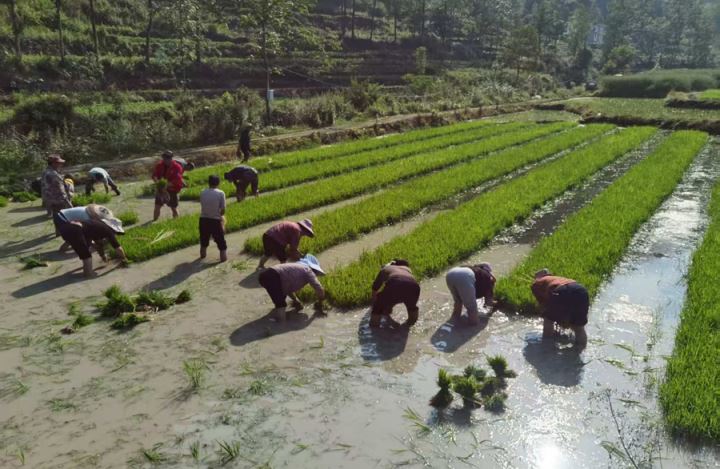 巾帼不让须眉乡村振兴路上的“她力量”