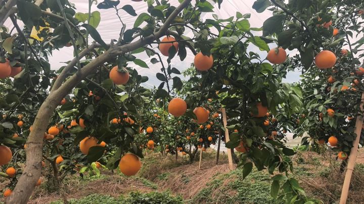 黄溪镇：千亩“红美人”迎丰收特色产业助力乡村振兴