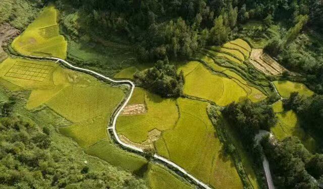 党建织网聚合力乡村焕新启华章