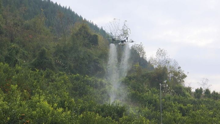 加强柑橘病虫害防治护航产业高质量发展