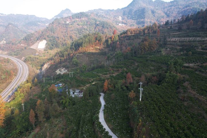 黔江区黑溪镇互助村耙耙柑铺就乡村振兴致富之路