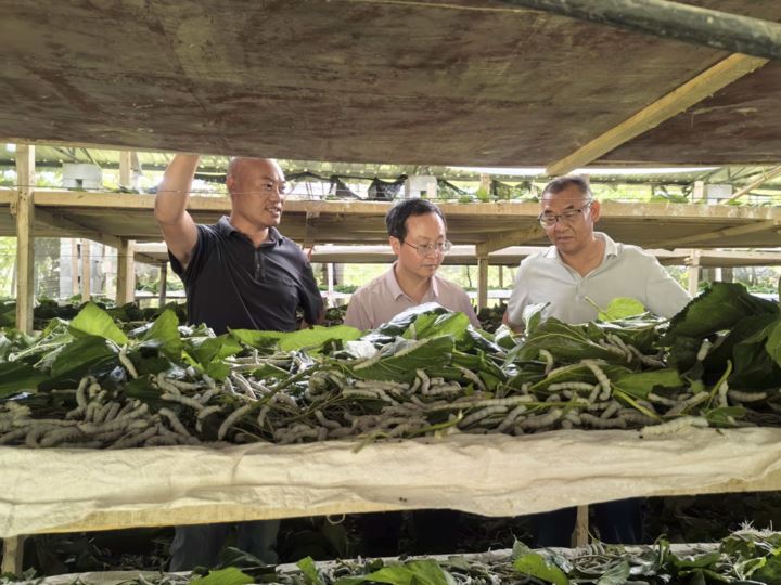 党建引领风帆劲贡米之乡展新颜
——马喇镇2025年经济社会高质量发展综述