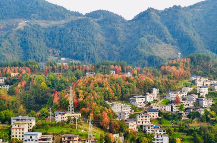 黔江特色农业助推乡村振兴