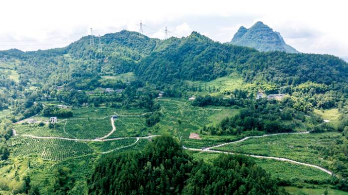 黄溪镇激活产业振兴新动能