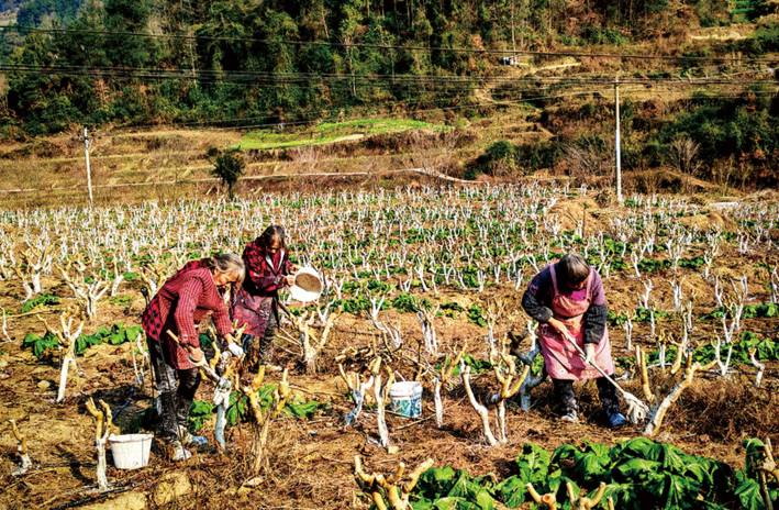 黔江9.5万亩桑园开启全面冬管